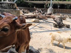 -广州长隆飞鸟乐园