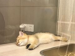 -飞行喵MR PILOT|猫舍·猫咖(静安大融城店)