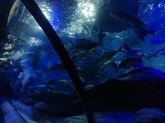 -大连圣亚海洋世界