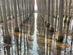 -渌洋湖湿地公园