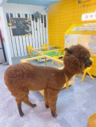 -神奇动物撸宠馆·羊驼·小浣熊·异宠(豫园店)