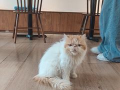 -有猫主题·治愈系猫咖(曾厝垵店)