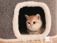 -猫腻·猫咖·撸猫馆(星光大道店)