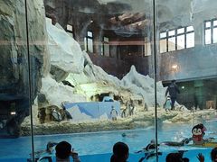 -帝企鹅自助餐厅•儿童岛•真企鹅(长隆企鹅酒店)