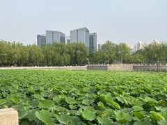 -莲花池公园