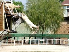 -北京鹿世界主题园
