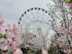 -顾村公园
