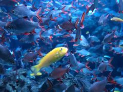 -成都浩海立方海洋公园