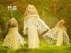 景观位-芸山季·云南野生菌火锅(宝能环球汇店)
