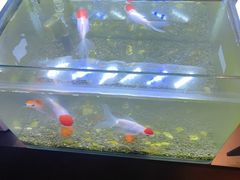 -华夏良子·足道SPA艾灸(王府井店)