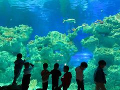 -芜湖新华联大白鲸海洋公园