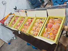 -南汇水蜜桃采摘(大团店)