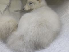 -重庆自然博物馆(新馆)