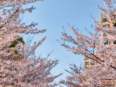 -高东镇樱花园