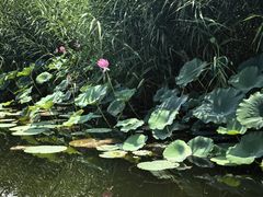 -白洋淀景区