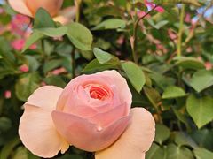 -顺德渔村·岭南一号