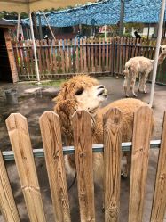 -萌宠亲子动物乐园(槐房万达店)