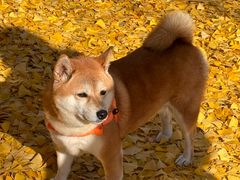 -三里屯东五街银杏大道