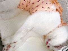 -纳吉亚猫专科动物诊疗中心(蒋宅口分院)