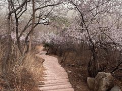 -北京西山国家森林公园