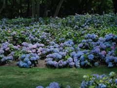 -上海共青森林公园