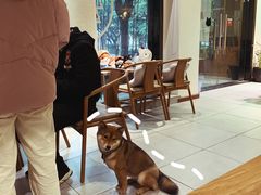 -柴务处·柴犬主题狗咖