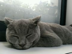 -喵的天空名猫咖啡馆·撸猫·猫舍·用品