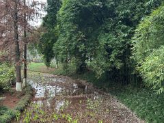 -重庆彩云湖湿地公园