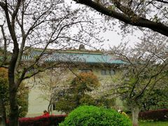 -武汉大学-樱园