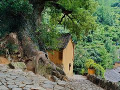 -杨家堂村