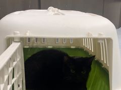 -中农国际动物医院24小时·猫科·骨科·急重症中心