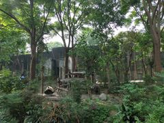 景点-成都大熊猫繁育研究基地