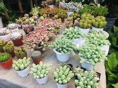-金科花卉市场