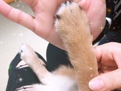 -逗柴咖啡屋·狗咖猫咖宠物桌游