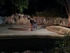 -清迈夜间动物园