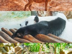 -海南热带野生动植物园