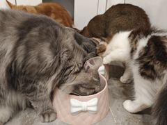 -楼上猫咖(罗湖店)