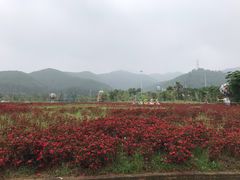 -美的鹭湖森林度假区