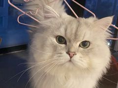 -暖阳宠物医院·犬猫康复中心·骨科