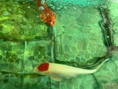 -旗利摩托(旧宫店)