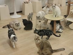 -有喵·猫咖·狗咖·30几只猫10只小狗(岗厦店)