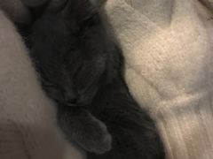 -共舞时光猫咖·狗咖(新街口店)