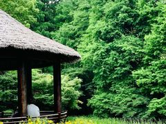 -上海共青森林公园