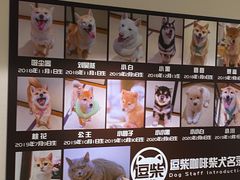 -逗柴咖啡屋·狗咖猫咖宠物桌游