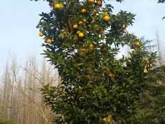 外景-上海怡沁园度假酒店