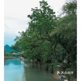阳朔旅行必做的N件事➕防坑攻略