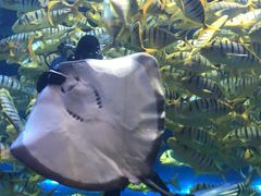 -华夏文旅海洋公园