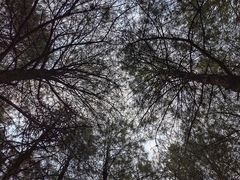 -重庆睡佛山森林公园