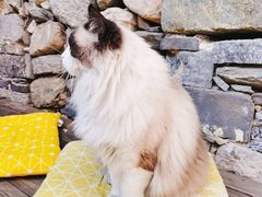 -喵屿·大理花园猫咖