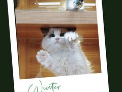 -猫十亿·布偶金渐层·曼基康矮脚猫舍(青年路店)